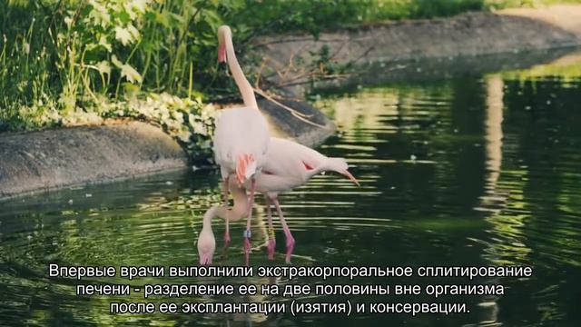 Впервые в России одна печень посмертного донора спасла жизни двум пациентам смотреть онлайн