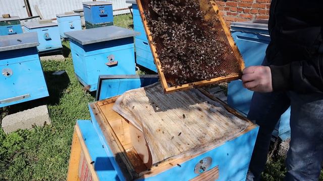 Сезон начался Пчела работает 20.03.2019. смотреть онлайн