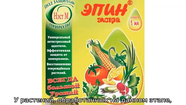Эпин для рассады помидор смотреть онлайн
