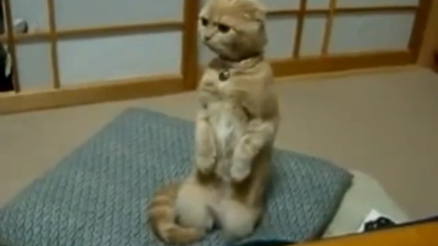 Лучшие коты года! смотреть онлайн