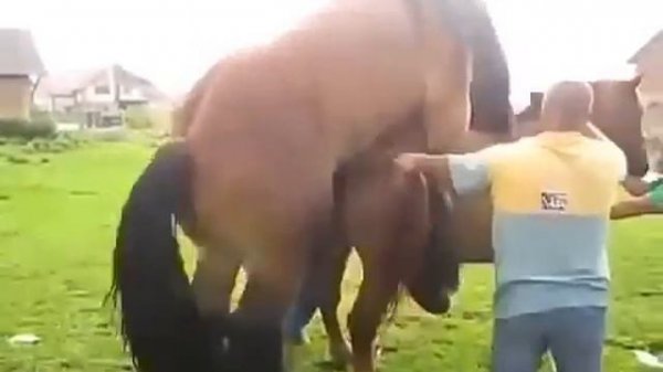 Horse meeting wonder full