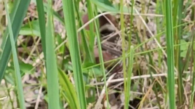 Маленький хищник поймал свою добычу)) смотреть онлайн