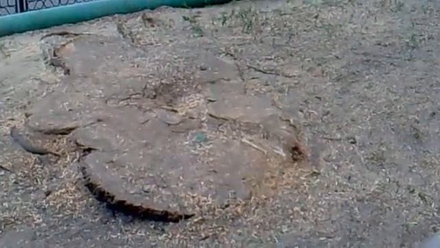 Вырубка деревьев в городе Алматы 31 июля 2012!