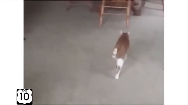 ТОП 10 приколов с животными 2018 года (Год собаки) смотреть онлайн