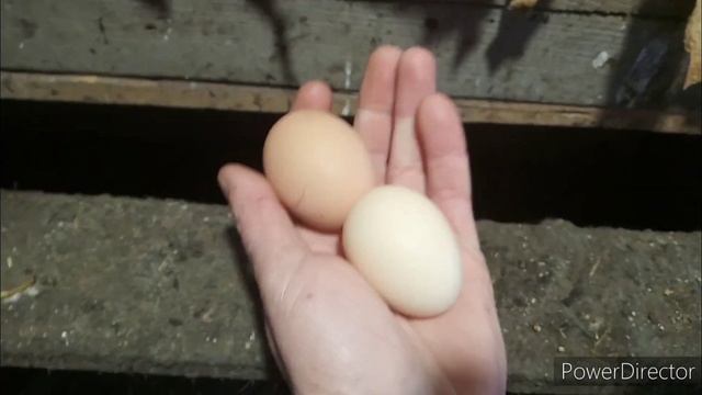 Чтобы куры не клевали яйца смотреть онлайн