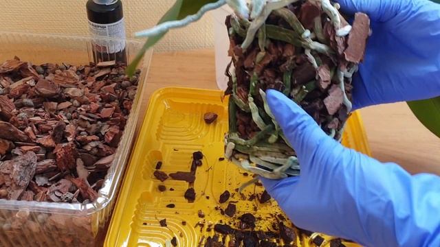 РАСПУТАТЬ длинные КОРНИ ОРХИДЕИ и посадить в кору смотреть онлайн