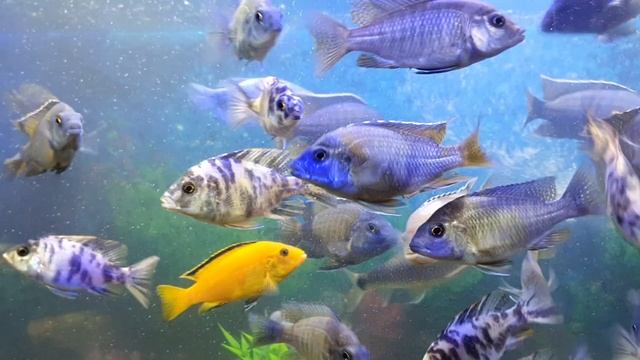 Копадихромис Каданго – двухцветный малавиец смотреть онлайн