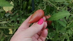 Томаты Розовый леденец: вкусное наслаждение последнего урожая!