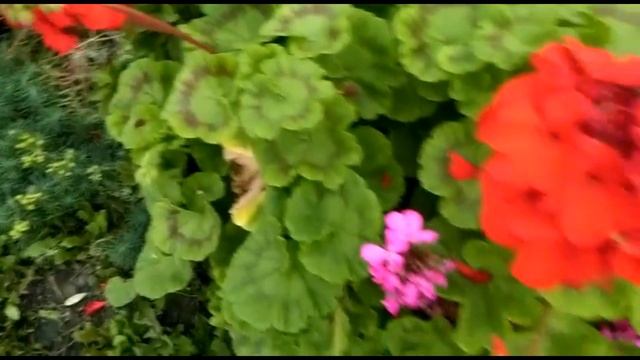 Герань!! Пора заносить в дом смотреть онлайн