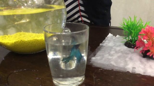 Первый раз меняю воду в аквариуме!!!??? смотреть онлайн