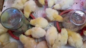 Как ухаживать за цыплятами бройлерами с 1 до 7 дня