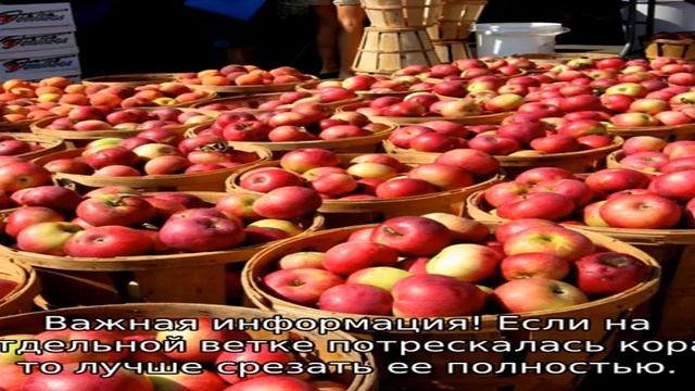 Почему трескается кора на яблонях (что делать) смотреть онлайн