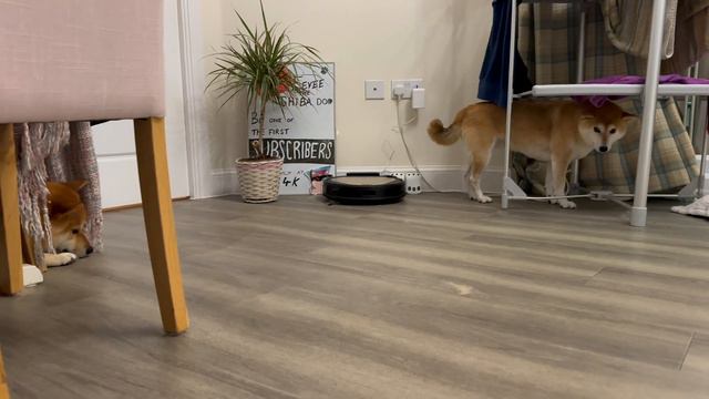 Shiba Sleepover Struggle: Cousin Beau CHAOS смотреть онлайн