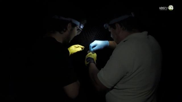 Desde el Zoológico | Mapeando murciélagos смотреть онлайн