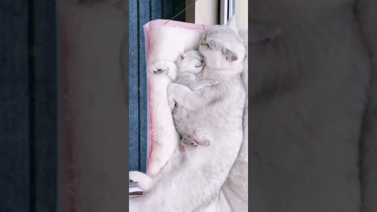 ▷Белые кисы◁ смотреть онлайн