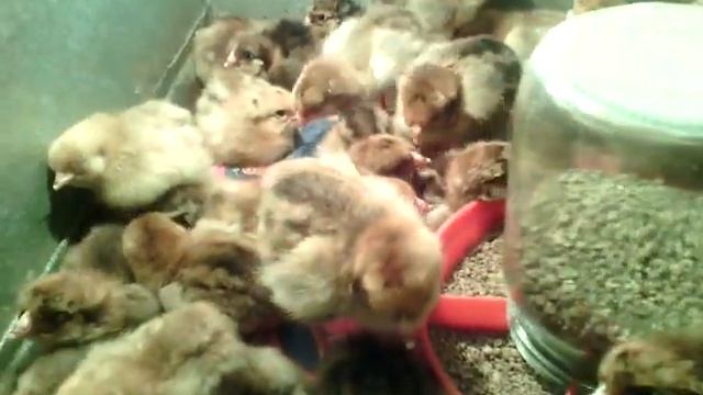 цыплята Кучинская юбилейная смотреть онлайн