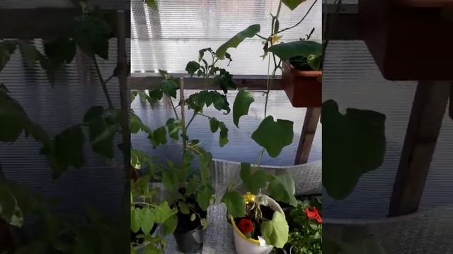 Отличный парник для рассады. смотреть онлайн