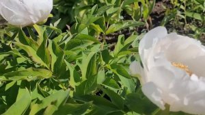 Древовидный пион-Нефритовая принцесса