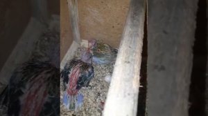 Розелла попугайчик разведение