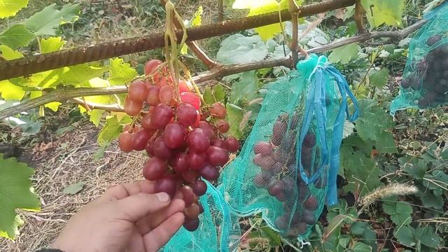 Виноград , Эльдорадо, г/ф Кашича смотреть онлайн