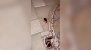 Большие американские тараканы прижились возле мусорок в Краснодаре