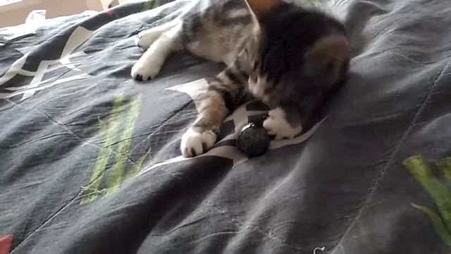Кошачья мята, действие смотреть онлайн