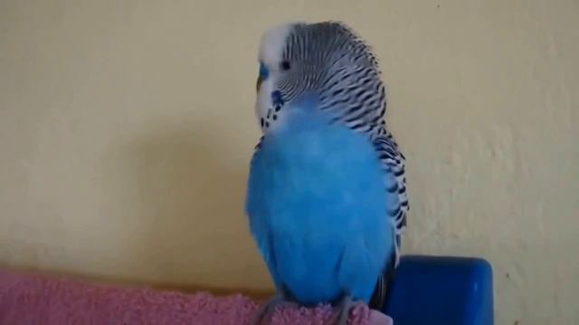 прикольный попугай смотреть онлайн