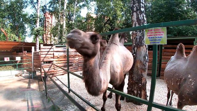 Кормим животных в зоопарке! смотреть онлайн