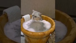 Забавные кошки, котята 🐈🐒🦜 Смотреть весёлое видео с озвучкой про кошек, собачек,попугаев, обезьянок