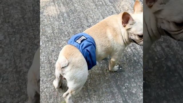 Dog Diaper Sanitary Physiological Pants смотреть онлайн