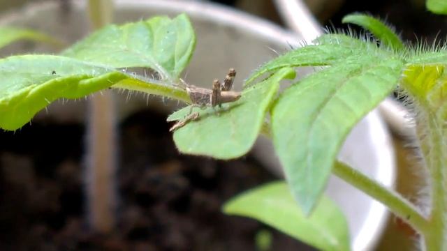 Кузнечик поселился на рассаде. смотреть онлайн