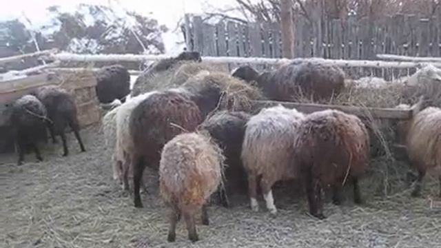 Обзор кормушек, остатки сена, скирды смеченые Жигусом