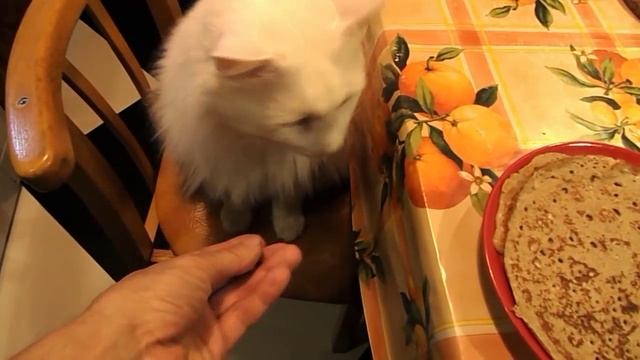 Кот ест блины смотреть онлайн