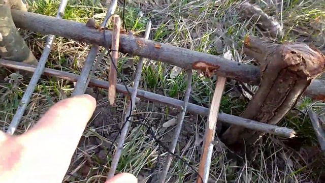 Как поймать голубя,фазана, сойку- легче некуда. смотреть онлайн