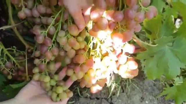 Виноград Румын селекция Гусева Сергея на 06.08.21 смотреть онлайн