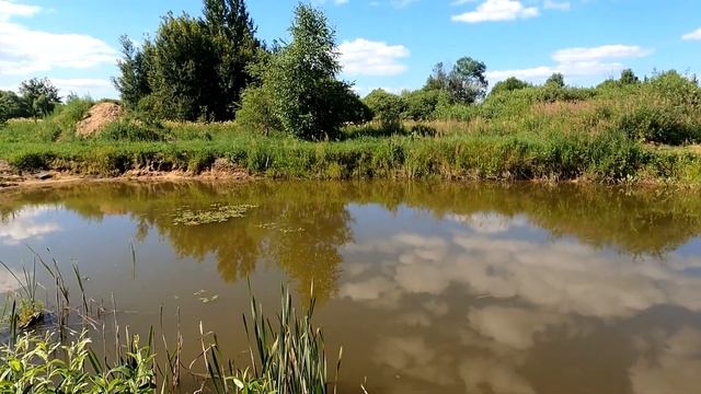 Вылов малька на вершу, морду. Падает кислород в пруду? Советы из личного опыта. Караси на вершу. смотреть онлайн