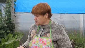 Посадка клубники осенью.