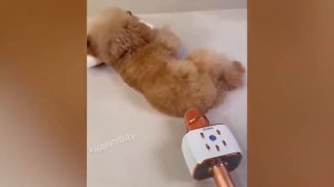 Пукнул в микрофон