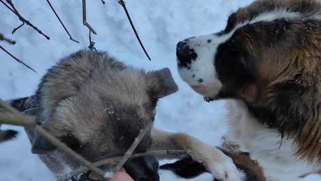 Матильда 5 месяцев и 3 недели. Павлинка 6,5 месяцев. Растут и балуются 😊 смотреть онлайн