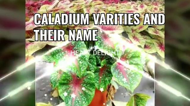 66 most beautiful CALADIUM VARITIES AND THEIR NAMES смотреть онлайн