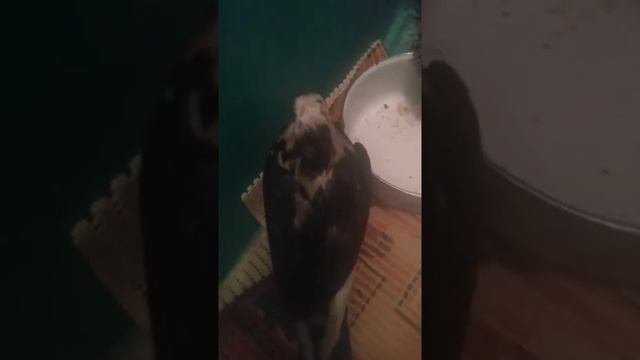 ХOM 2 CTABbTE? смотреть онлайн