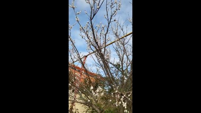 В Анапе массово зацвела черешня! смотреть онлайн