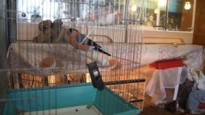 Правда о Снегирях в Клетках