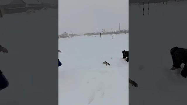 Драка. Толпой на одного. Девушки против парня смотреть онлайн