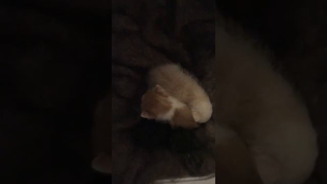 The cat abandoned the kittens. Кошка бросила котят. Пришлось кормить нам смотреть онлайн