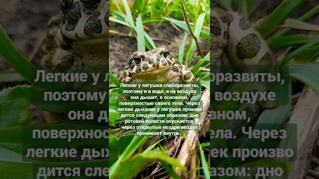 Как дышит лягушка ? смотреть онлайн