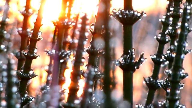 Рассвет на реке смотреть онлайн