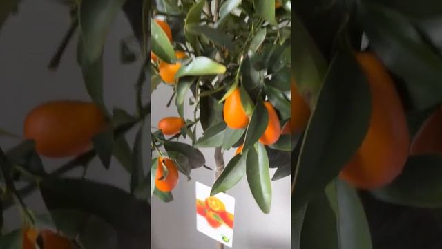 Цитрусовое дерево Кумкват, Н120 см. Заказать с доставкой по СПб и Ленобласти inst @janaplants смотреть онлайн