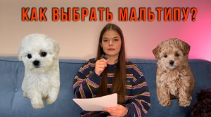 ОТКУДА ВЗЯЛАСЬ ПОРОДА МАЛЬТИПУ? КАК ВЫБРАТЬ ЩЕНКА? Быт с собакой