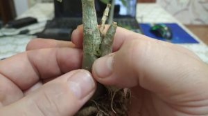 адениум результат тройного сращивания #адениумсрашивание